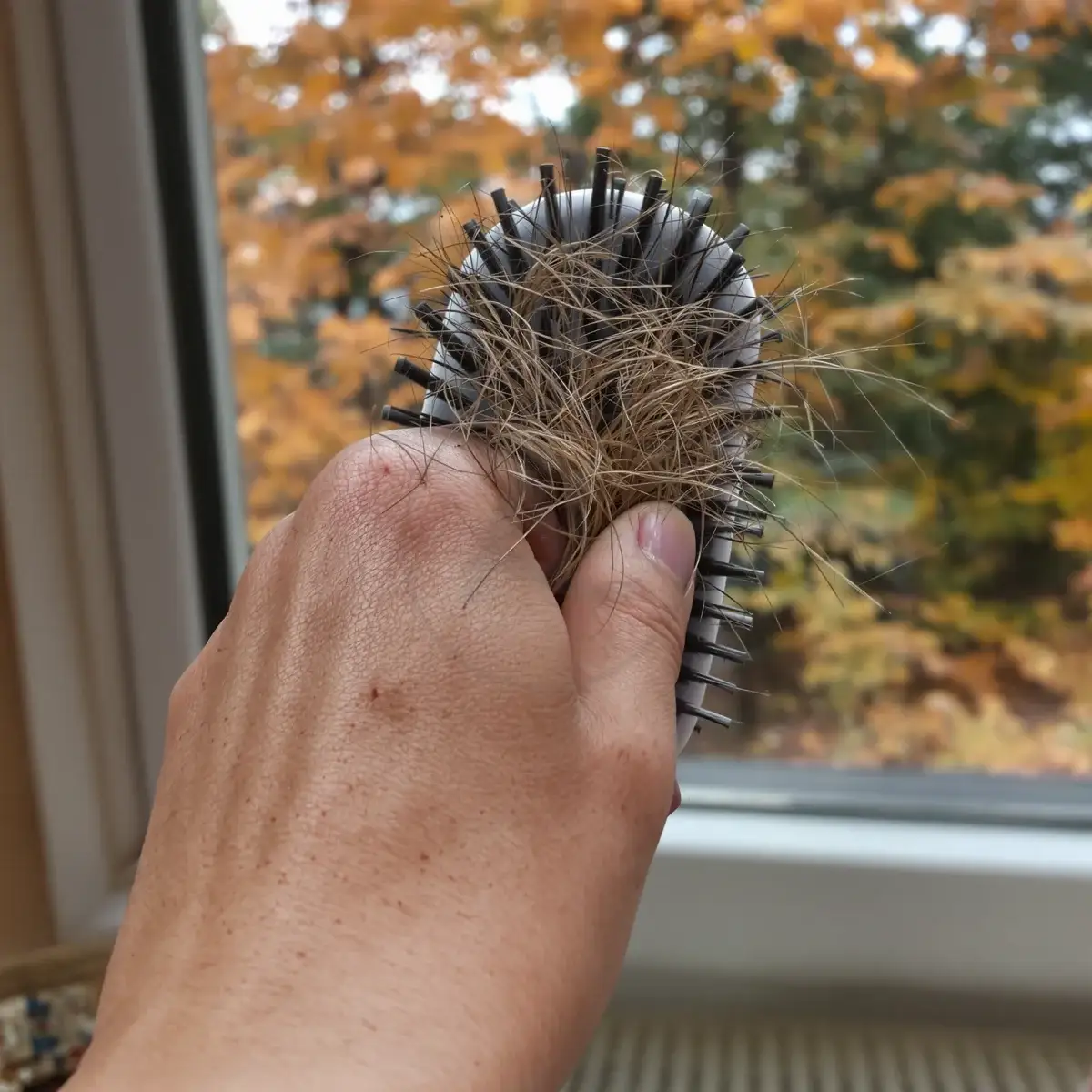 Spazzola piena di capelli caduti davanti alla finestra con i colori dell'autunno, il picco stagionale della caduta – Albania Hair Clinic