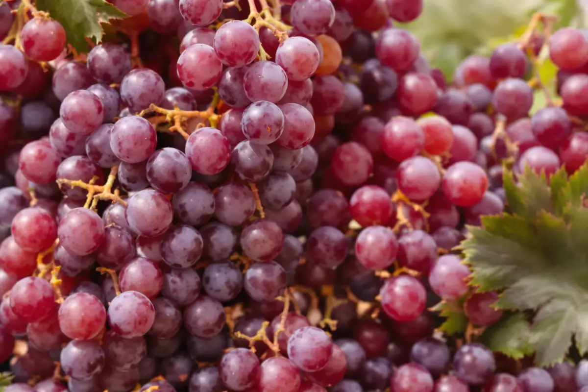 Grapeseed Oil: Benefits and Application for Hair