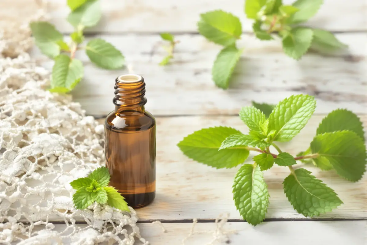 Peppermint Oil for Hair Growth and Scalp Health
