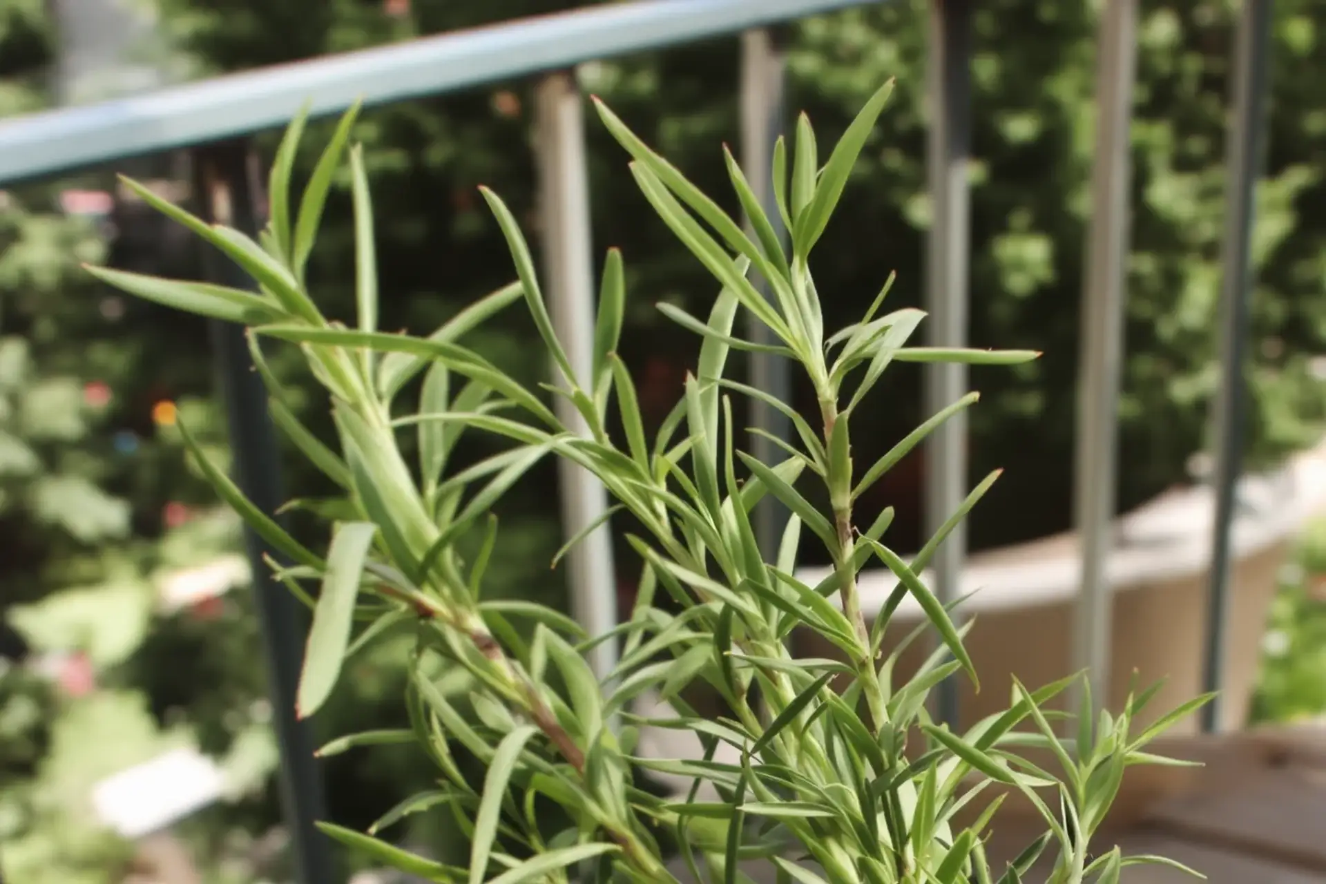 Rosemary oil for hair growth.