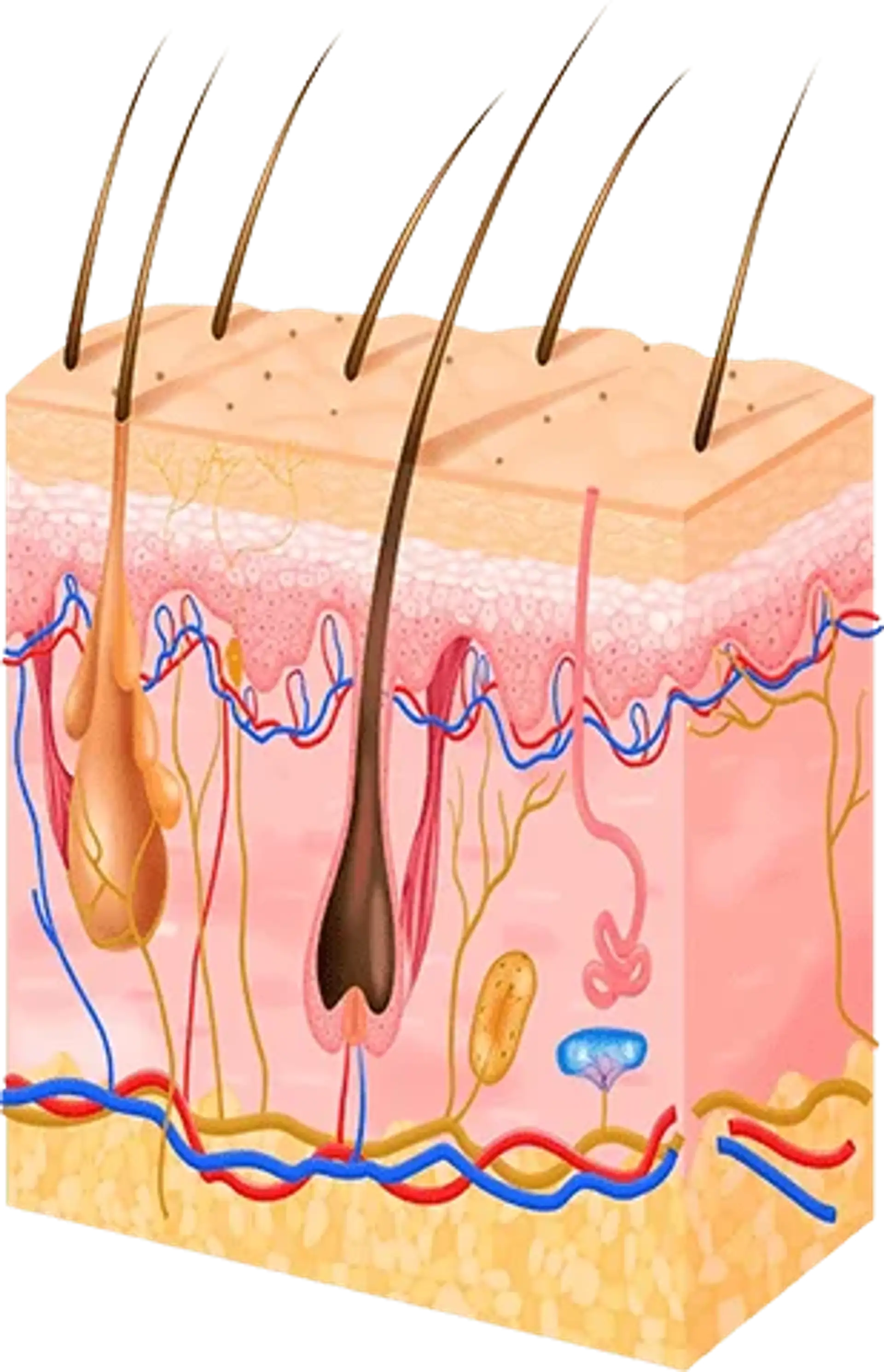 hair roots