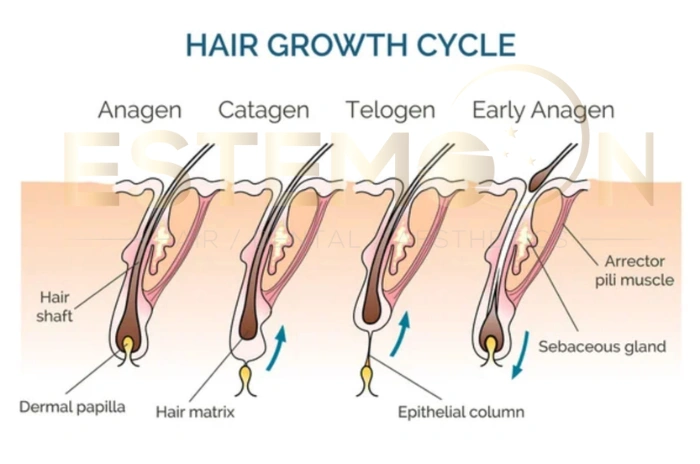 men's hair regrowth