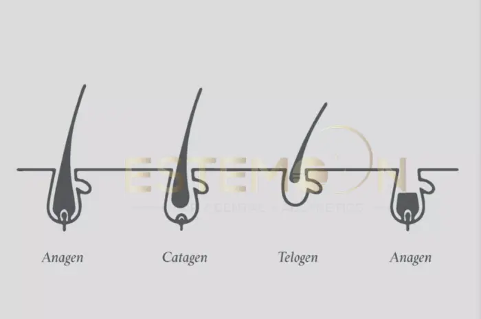 Hair Follicle Anatomy Structure Function
