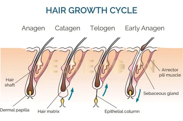 Hair Follicle Anatomy Structure Function and Growth Cycle